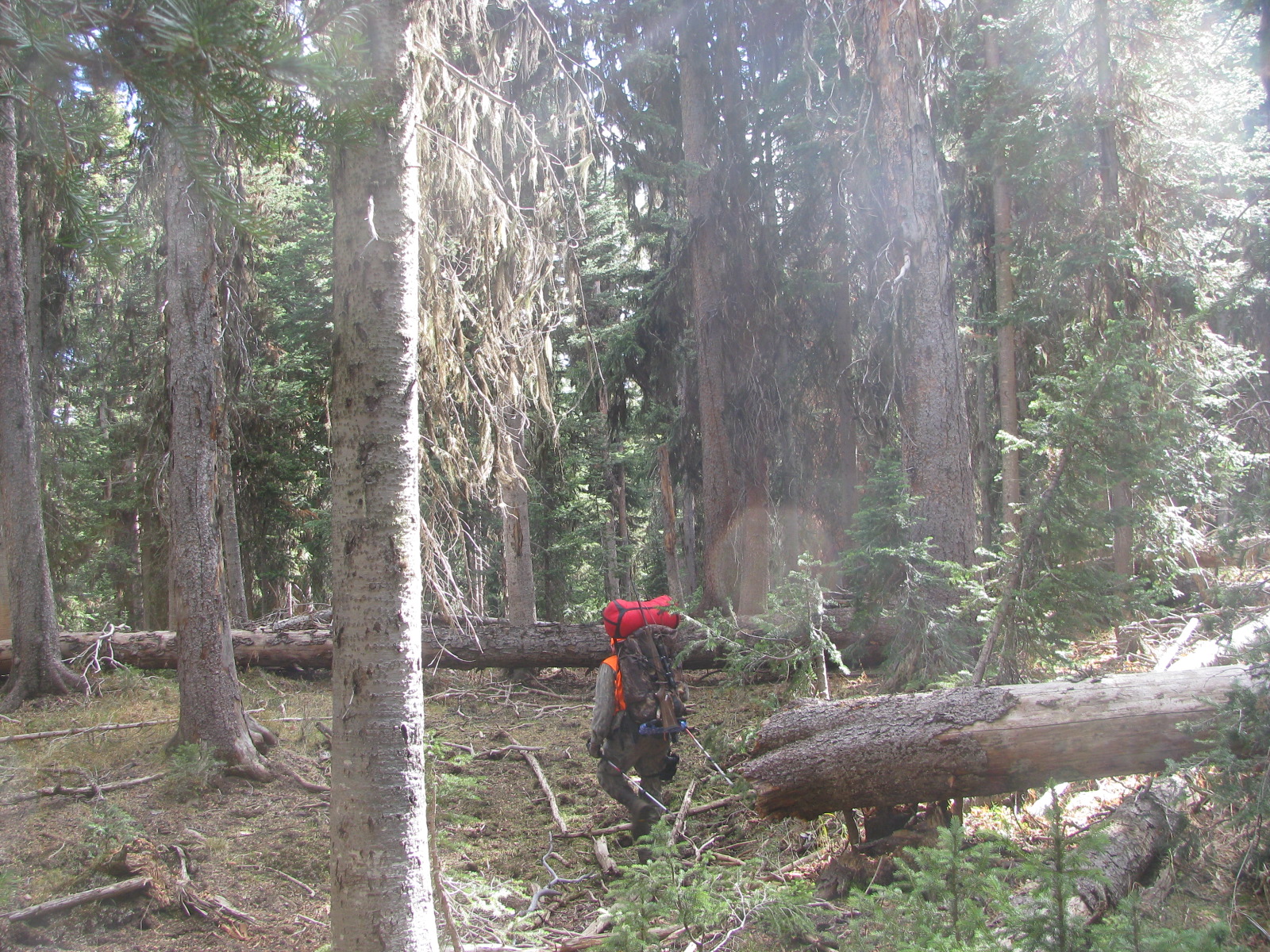 Bushwacking through the dense forest